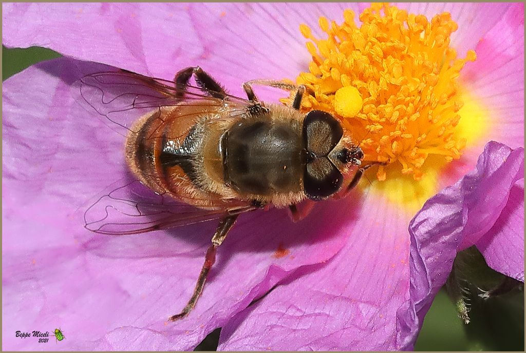 Eristalis tenax?